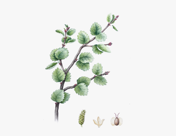 Ерник береза