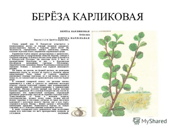 Карликовая береза рост