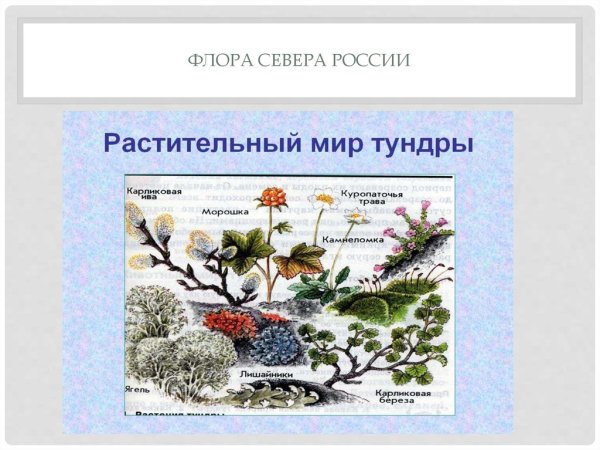 Ягель и карликовая береза