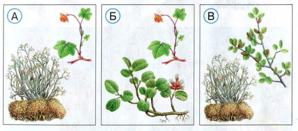 Ягель и карликовая береза