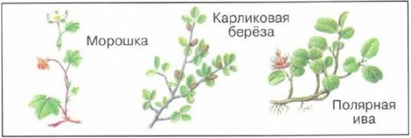 Морошка, карликовая Березка, Полярная Ива