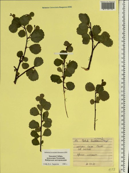 Береза приземистая