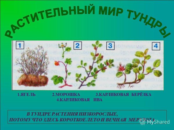 Гербарий карликовая береза