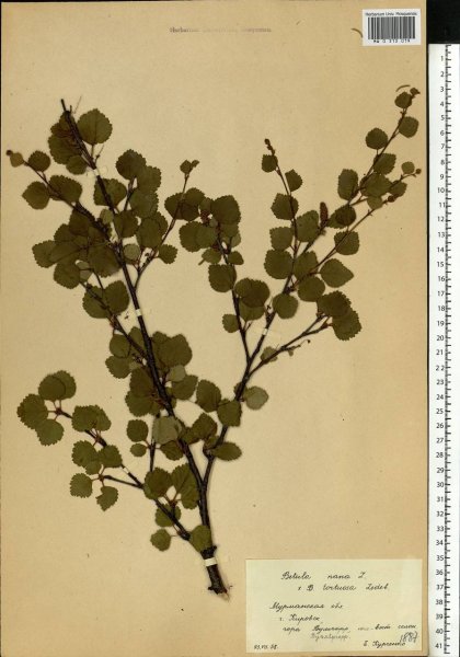 Карликовая береза Ботанический рисунок