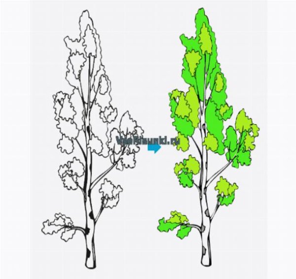 Высота карликовой березы
