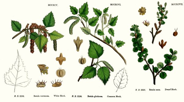 Растения тундры презентация