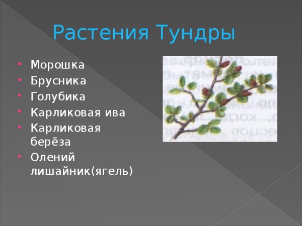 Карликовая Ива в лесотундре