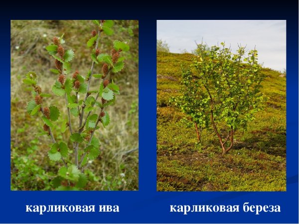 Берёза карликовая