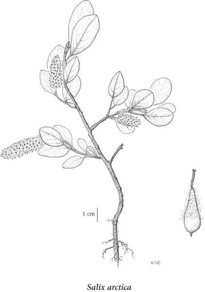 Корни растений тундры