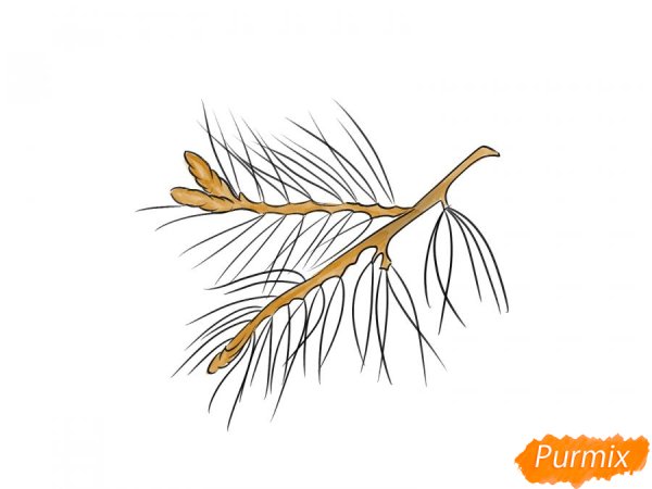 Веточка сосны рисунок