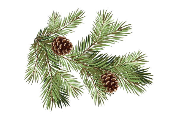 Веточки хвойники шишки