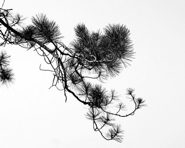 Японская сосна ветка