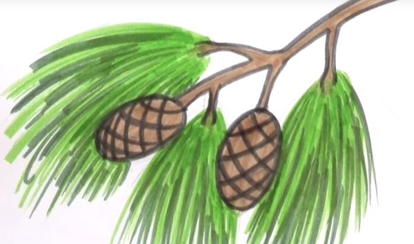 Рисование шишки на ветке