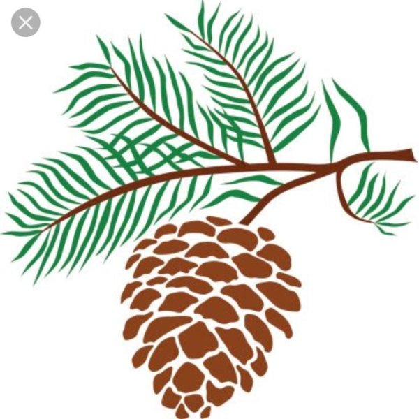 Рисование шишки на ветке