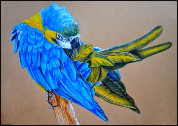 Рисование попугая ара