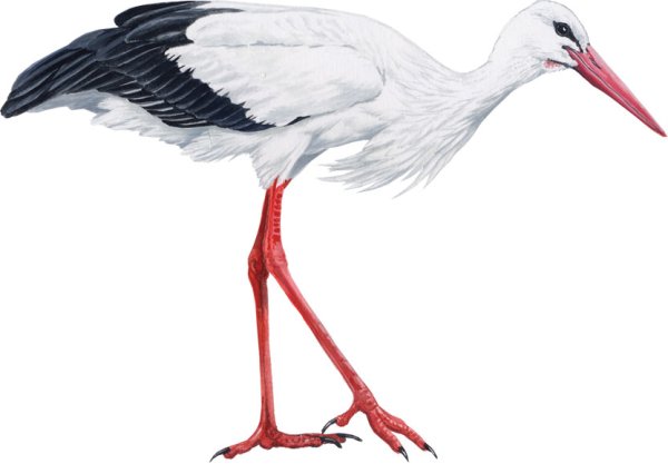 Аист портрет