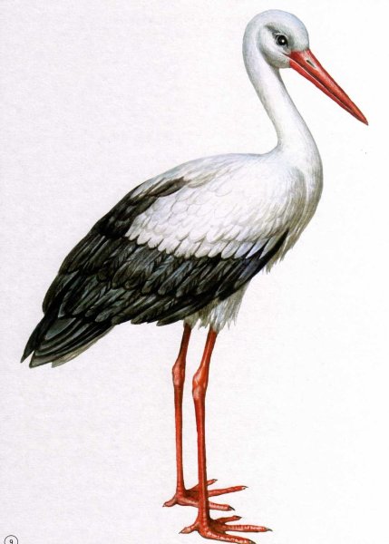 Аист мультяшный