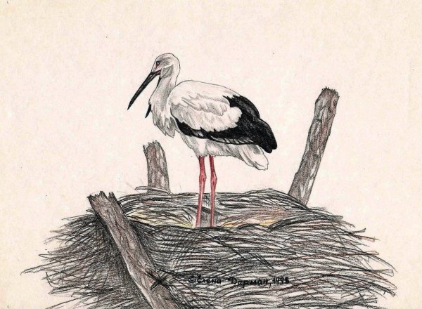 Аист с ребенком