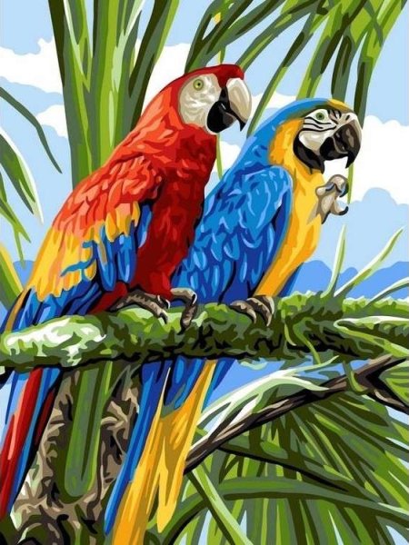 Попугай ара