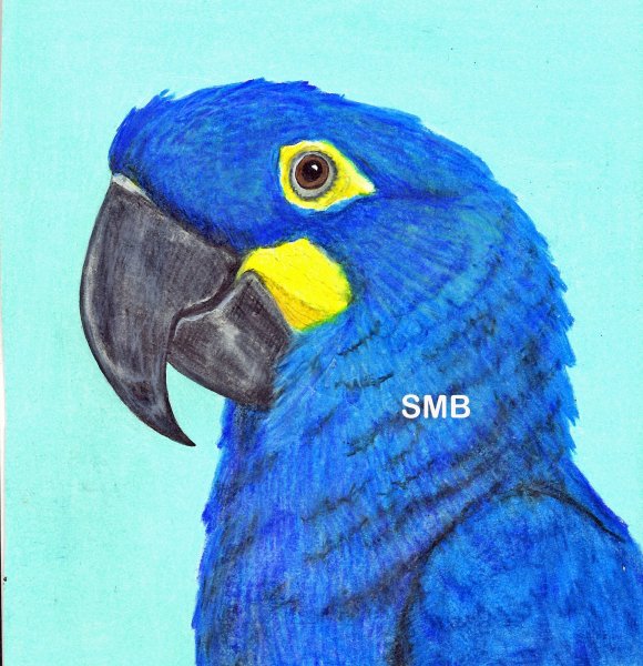 Голубой ара нарисовать