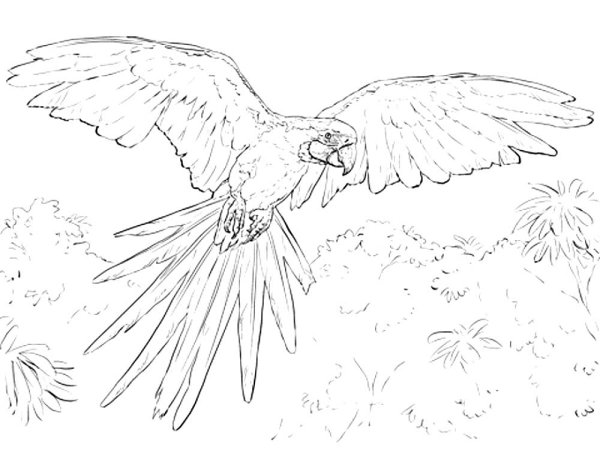 Попугай ара раскраска