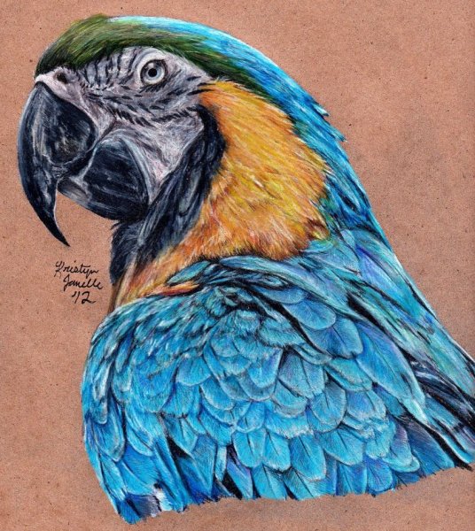Попугай акварельными карандашами