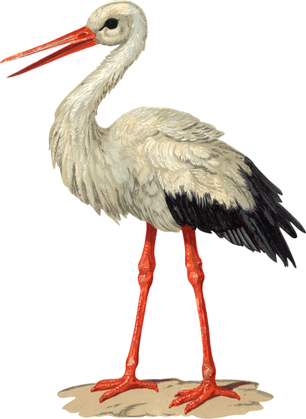 Аист с ребенком акварель