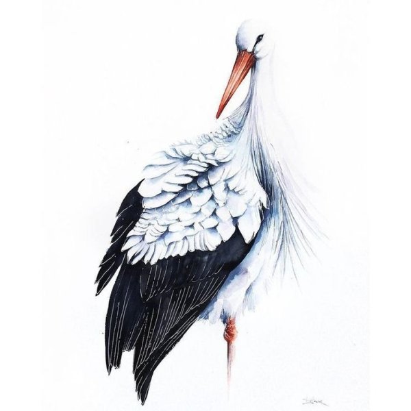 Цапля на белом фоне