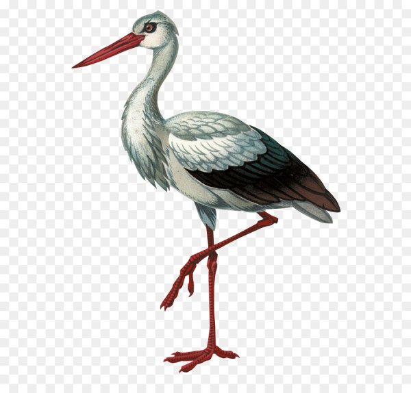 Аист векторный