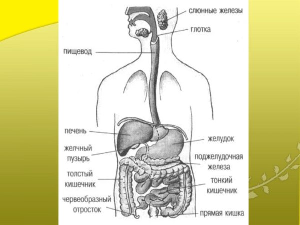Пищеварительная система человека схема