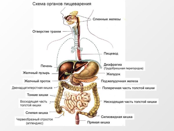 Строение пищеварительной системы человека схема