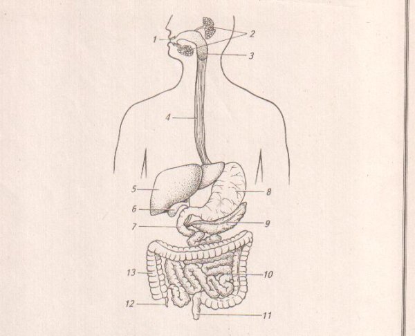 Рисунок пищеварительной системы человека 8 класс