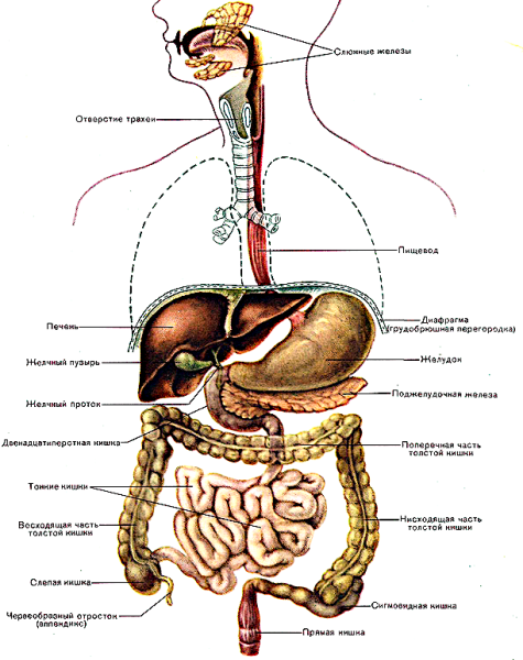Схема строения пищеварительной системы