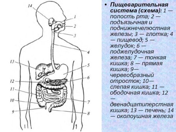 Общий план строения пищеварительной системы человека анатомия