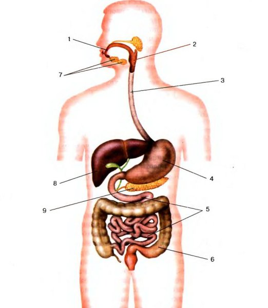 Схема пищеварительных органов