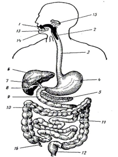 Схема строения пищеварительного тракта