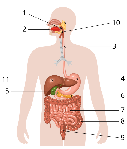 Схема работы системы пищеварения человека