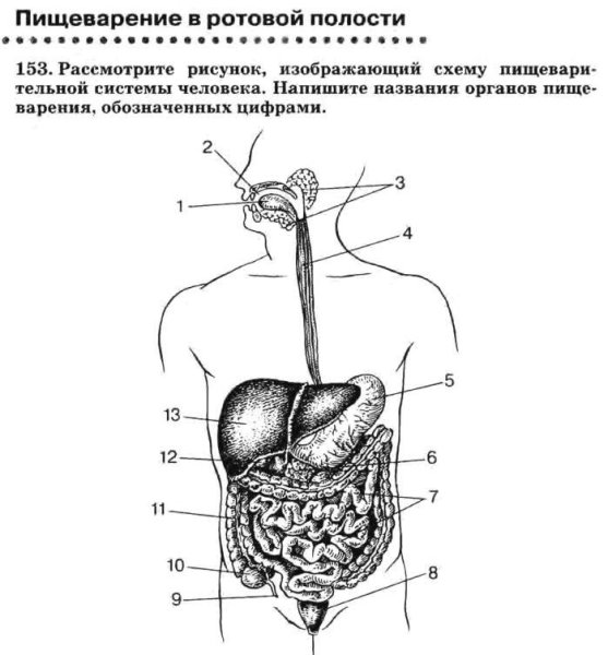 Карточки по пищеварительной системе