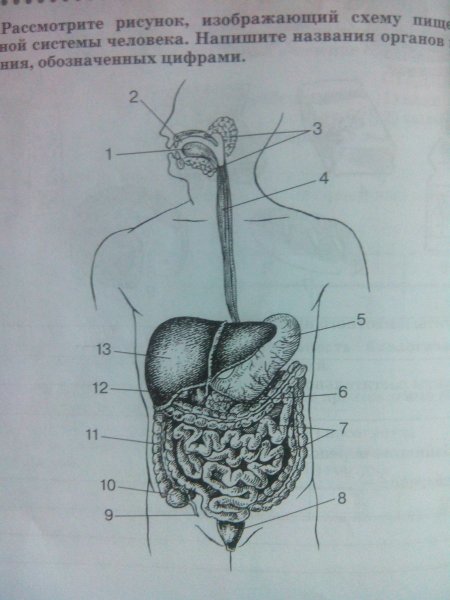 Рисунок пищеварения человека