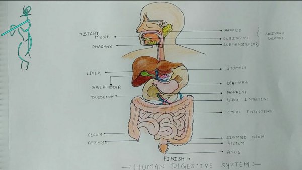 Схема строение пищеварительной системы 8 класс