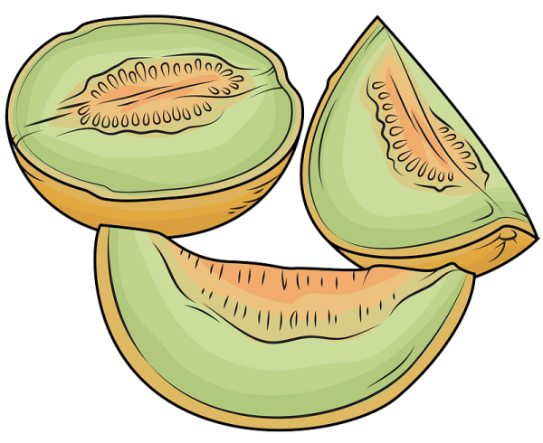 Дыня вектор