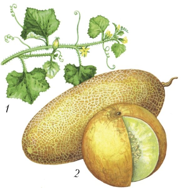 Плодоножка у дыни