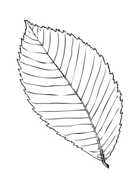 Листик раскраска
