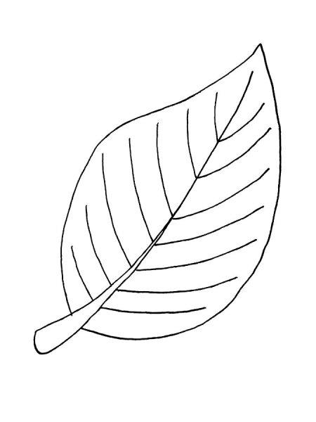 Берёза листья