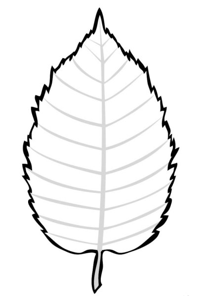 Кленовый лист раскраска