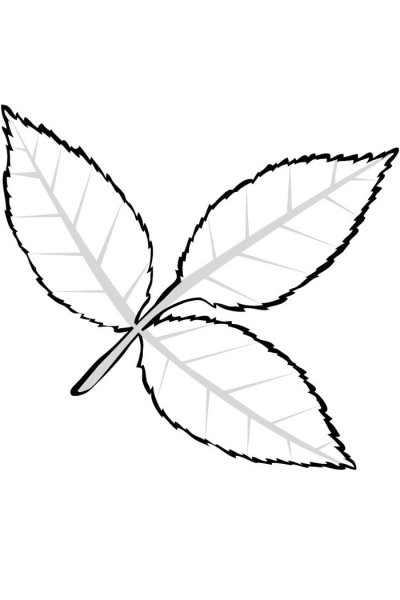 Контур листьев липы