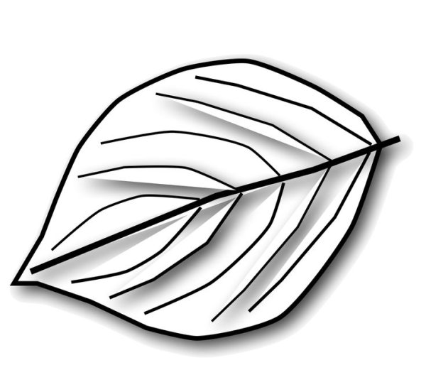 Контур листа дерева