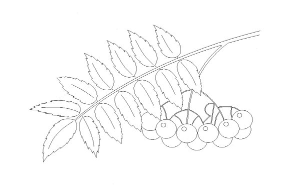 Веточка рябины раскраска для детей