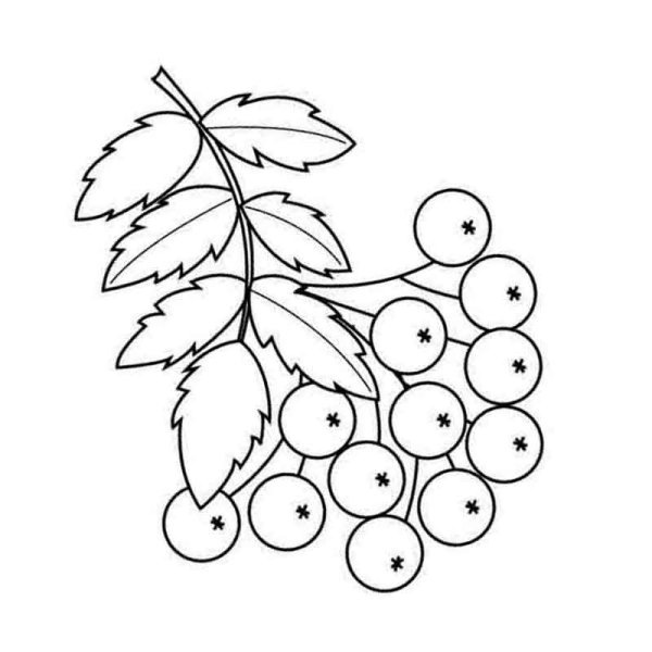 Гроздь рябины рисунок