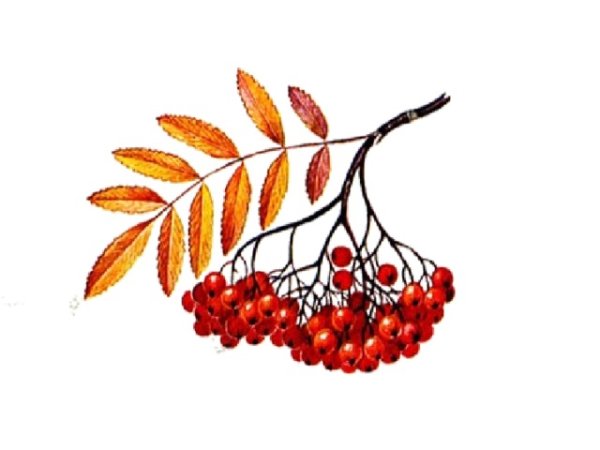 Лист рябины раскраска для детей